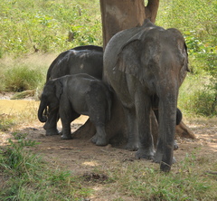 Elephas maximus maximus