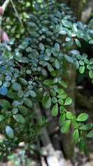 Azara microphylla