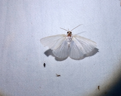 Lomographa vestaliata