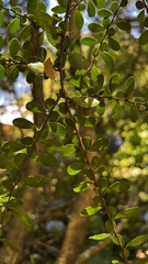 Azara microphylla