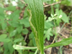 Phytomyza albiceps group