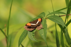 Adelpha cytherea