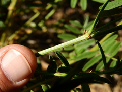 Glycyrrhiza astragalina