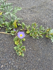 Nolana paradoxa