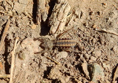 Mummuciidae
