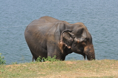 Elephas maximus maximus