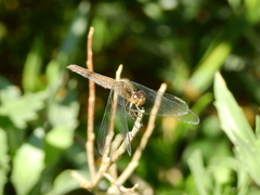 Erythrodiplax connata