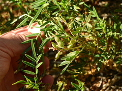 Glycyrrhiza astragalina