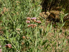 Tessaria absinthioides
