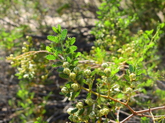 Larrea nitida