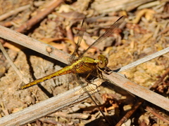 Erythrodiplax connata