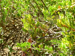 Tristerix verticillatus