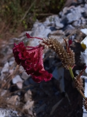 Celosia argentea