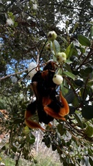 Callisphyris macropus