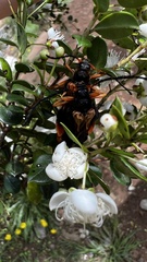 Callisphyris macropus