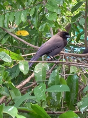 Cyanocorax cyanomelas