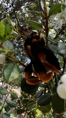 Callisphyris macropus