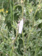 Myelois circumvoluta