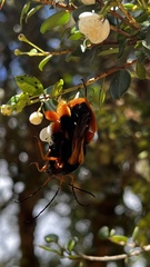 Callisphyris macropus