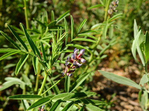 Glycyrrhiza astragalina (Glycyrrhiza astragalina)