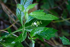 Gonzalagunia hirsuta