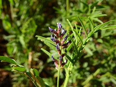 Glycyrrhiza astragalina