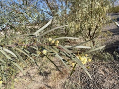 Acacia salicina