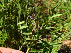 Glycyrrhiza astragalina
