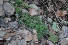 Callitriche palustris