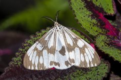 Nyctemera adversata
