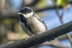 Parus cinereus
