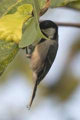 Parus cinereus