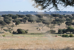 Pterocles orientalis