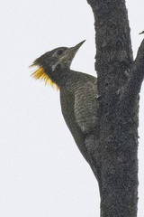 Picus chlorolophus