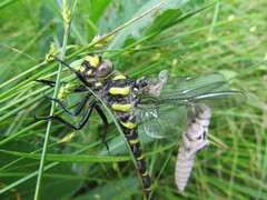 Cordulegaster bidentata