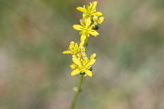 Biscutella laevigata