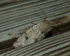Orthosia incerta