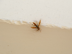 Polistes crinitus