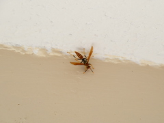 Polistes crinitus
