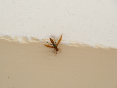 Polistes crinitus