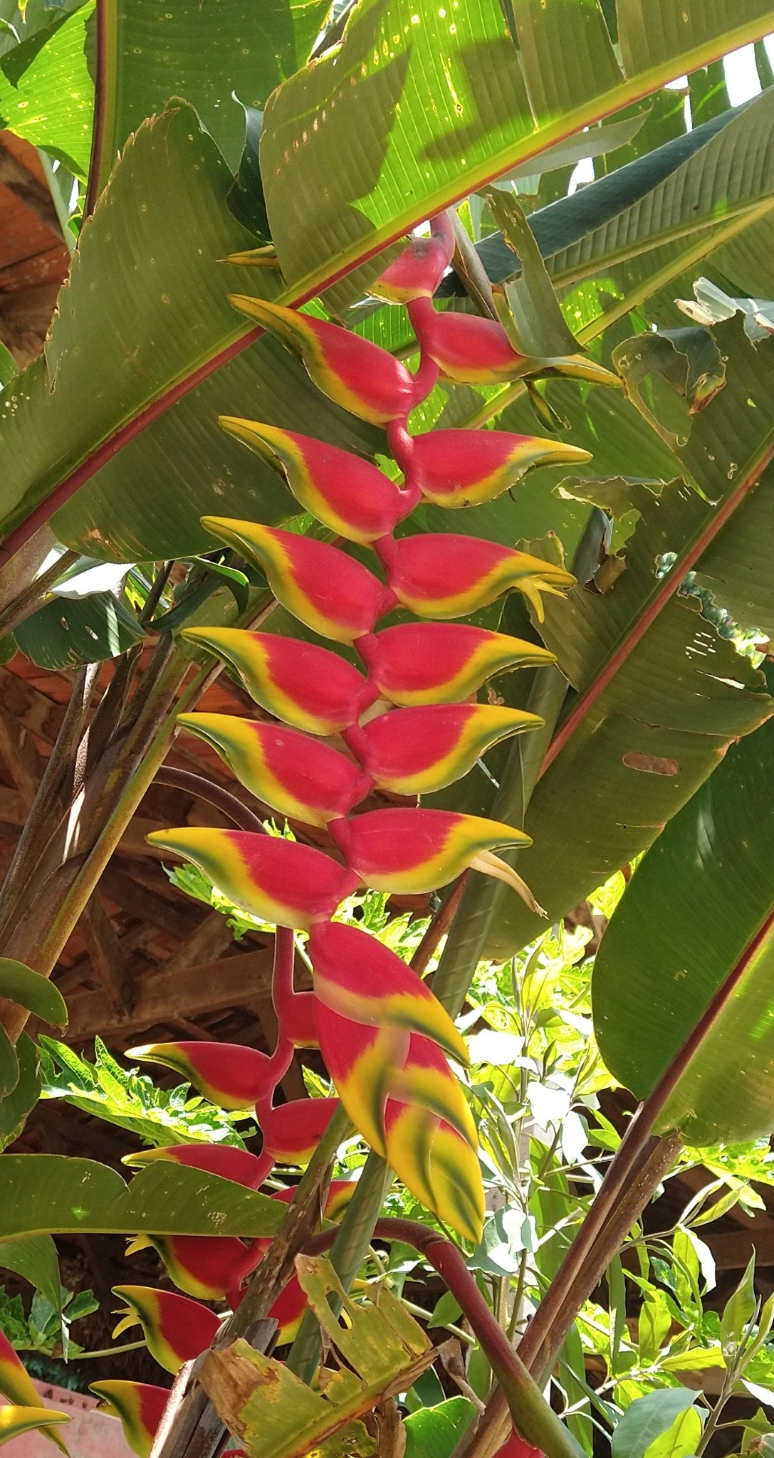Heliconia rostrata