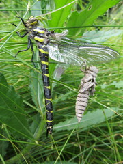 Cordulegaster bidentata