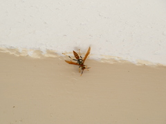 Polistes crinitus