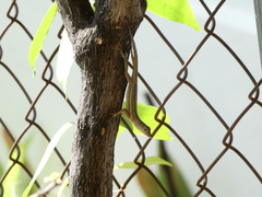 Anolis lineatopus