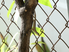 Anolis lineatopus