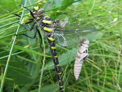 Cordulegaster bidentata