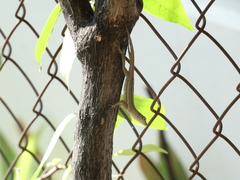 Anolis lineatopus