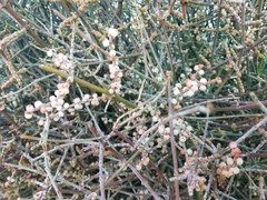 Phoradendron californicum