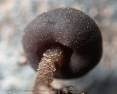 Sarcoleotia globosa