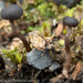 Sarcoleotia globosa - Photo (c) M. Goff, μερικά δικαιώματα διατηρούνται (CC BY-NC-SA), uploaded by M. Goff